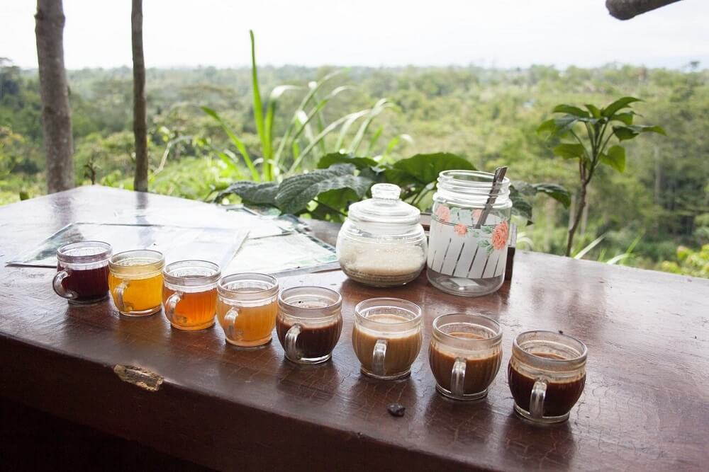 luwak-coffee-plantation